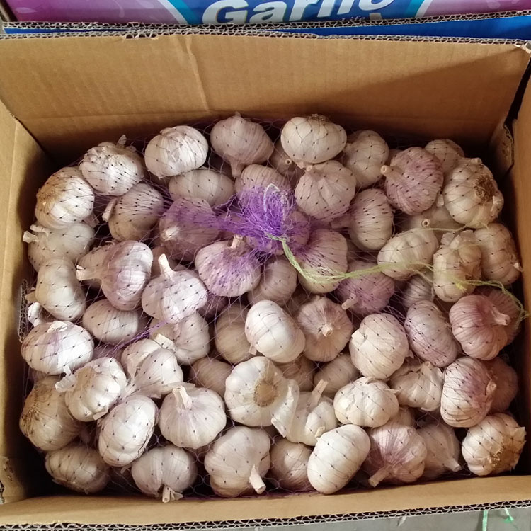 Supply Fresh Garlic 10KG