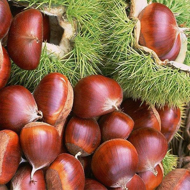 Supply high quality Chestnut
