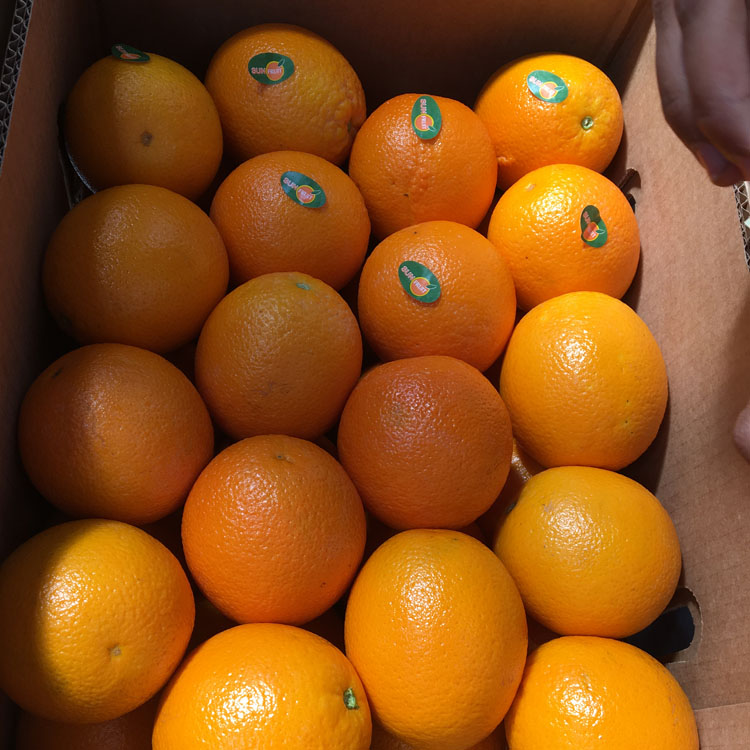 <b>供应进口橙子整柜出售</b>