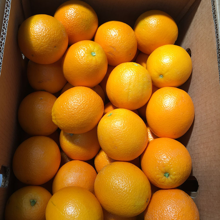 Import Orange( Egypt,South Africa,Spain)