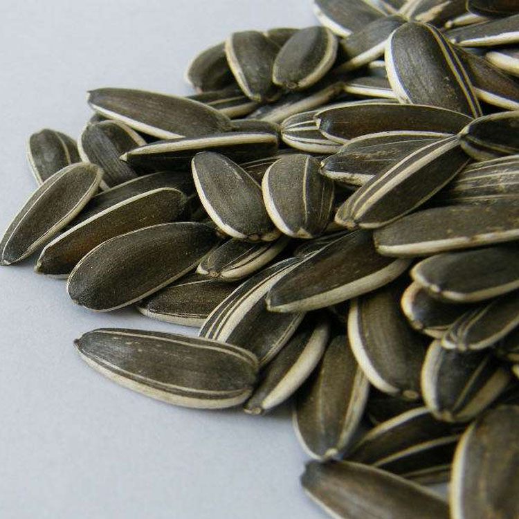 supply sunflower seeds 5009